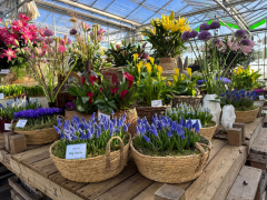 Highlighted image: Succesvolle CNB Bol-op-potdagen tijdens Flowerbulb Business Days